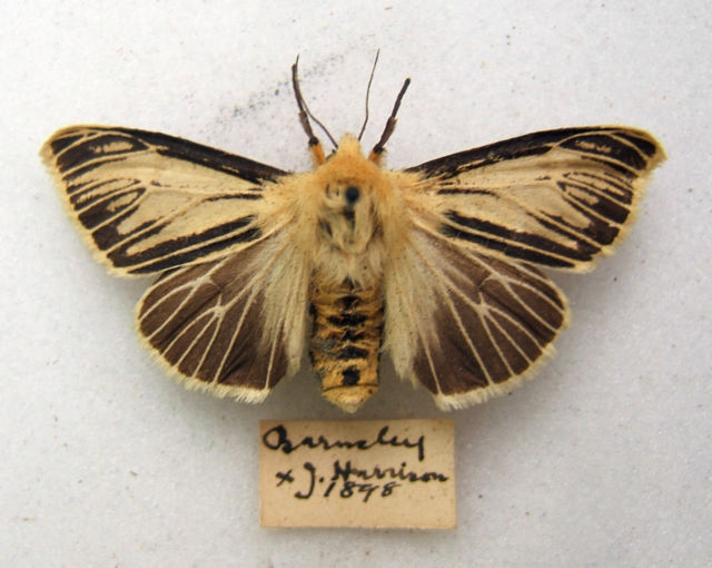 Arctiidae luteum (buff ermine moth extreme aberration barnsley 1898) Internet Image property of respective owner, non-commercial use only